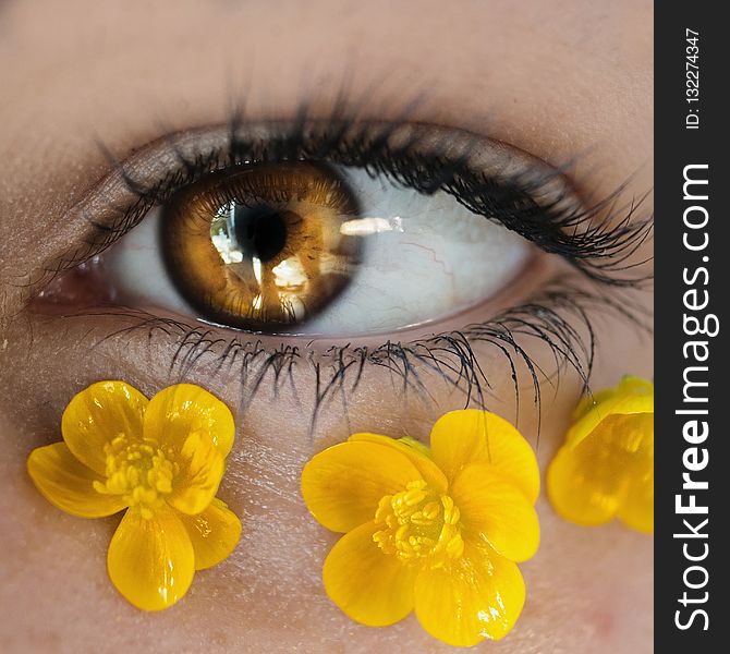 Yellow, Eye, Eyelash, Close Up