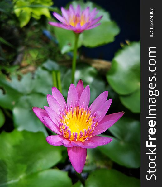 Flower, Flora, Plant, Aquatic Plant