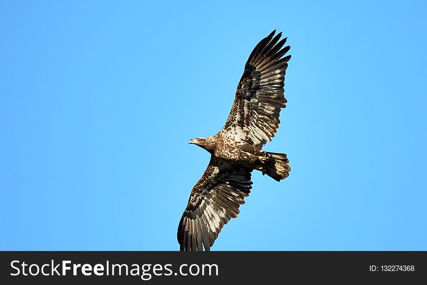 Accipitriformes, Eagle, Bird, Bird Of Prey