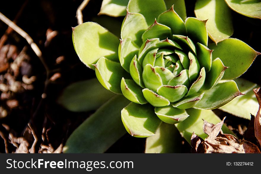 Plant, Flora, Vegetation, Flower