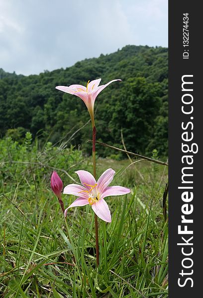 Flower, Plant, Flora, Flowering Plant