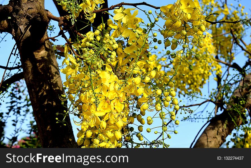 Yellow, Tree, Flora, Plant