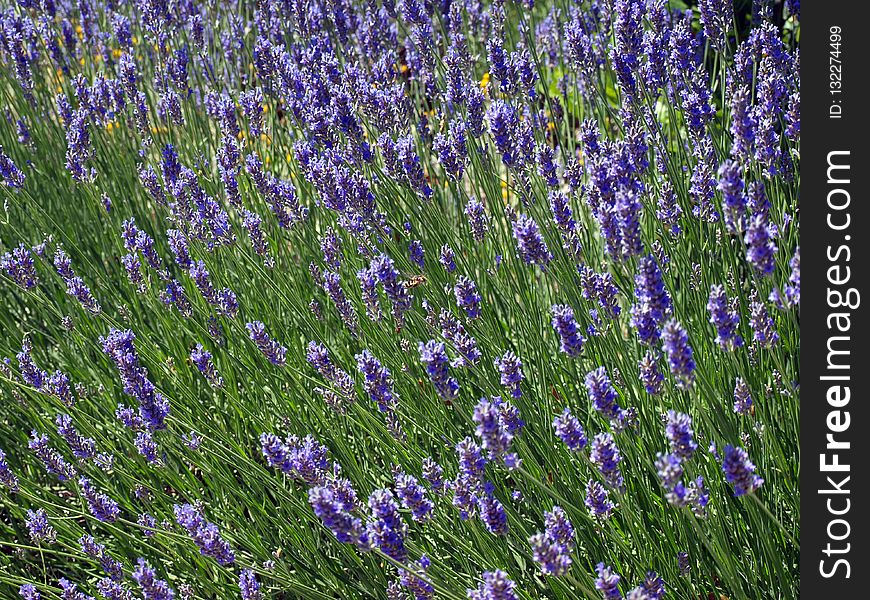 Flower, Plant, English Lavender, Lavender