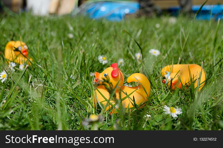 Flower, Yellow, Grass, Plant