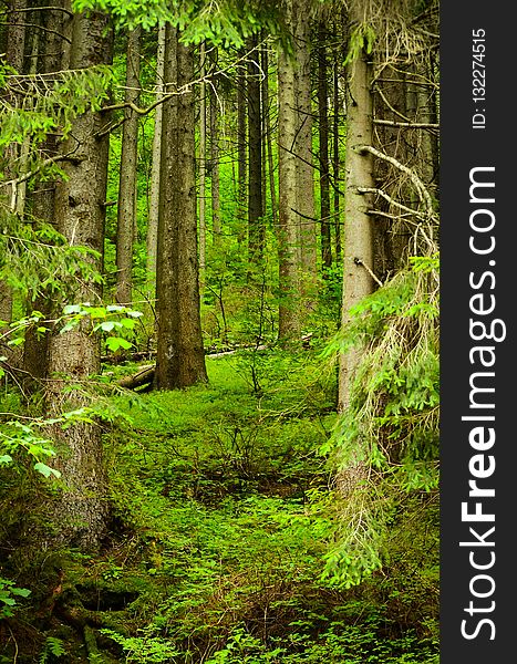 Vegetation, Forest, Ecosystem, Nature