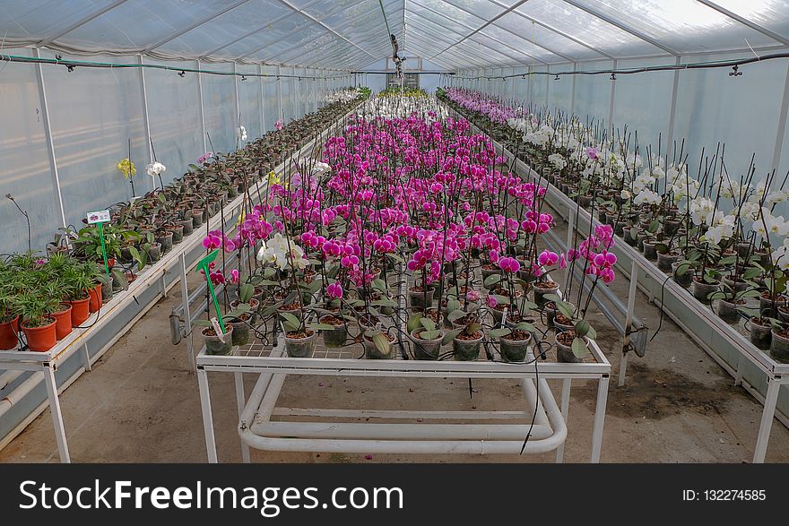 Plant, Greenhouse, Flower, Flowering Plant