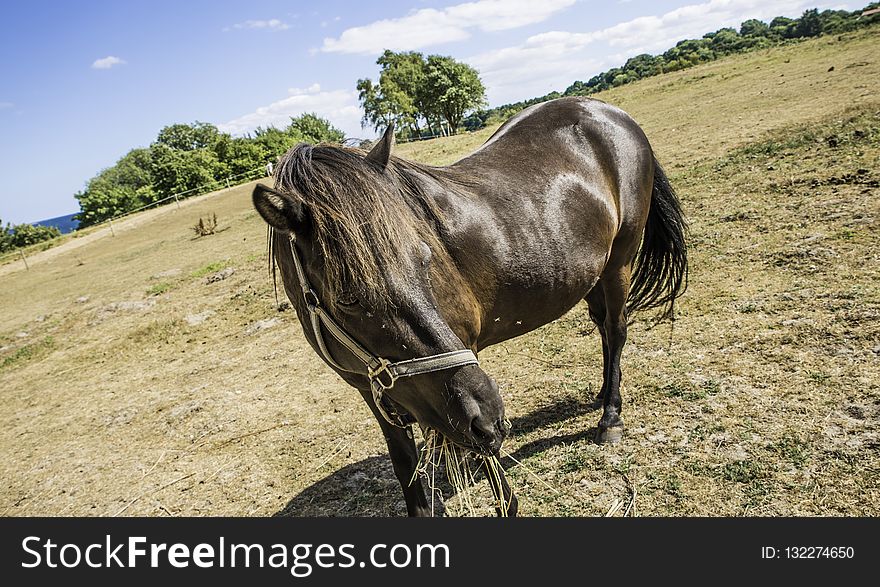 Horse, Horse Like Mammal, Fauna, Mare