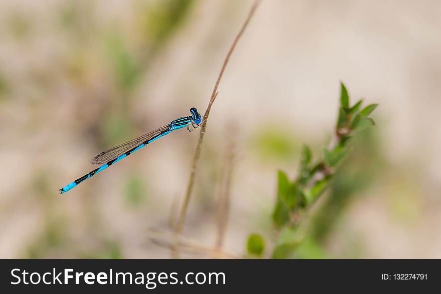 Damselfly, Insect, Invertebrate, Dragonfly