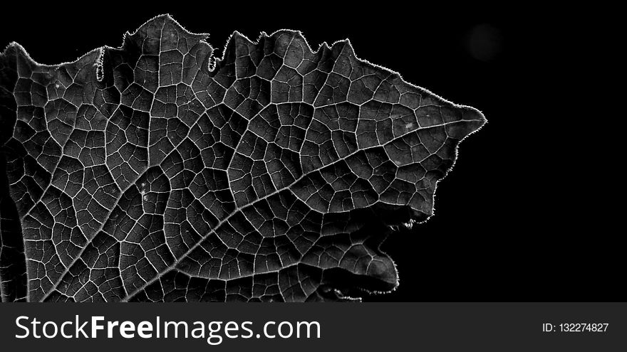 Black, Black And White, Monochrome Photography, Leaf