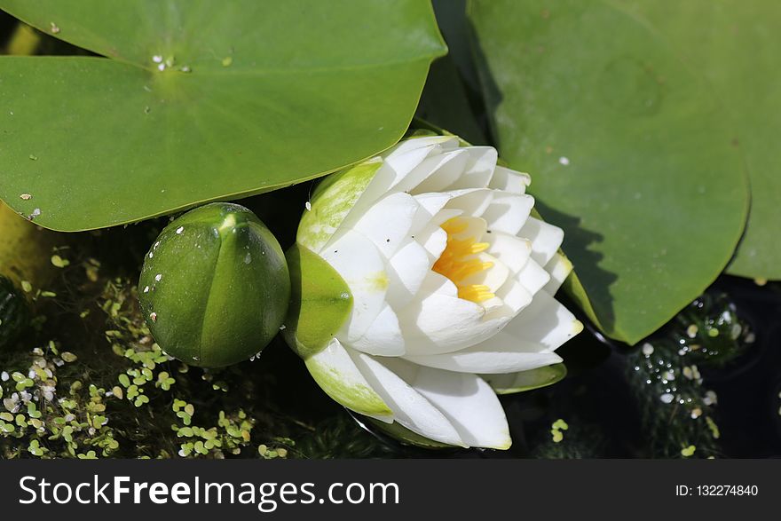 Flower, Plant, Flora, Aquatic Plant