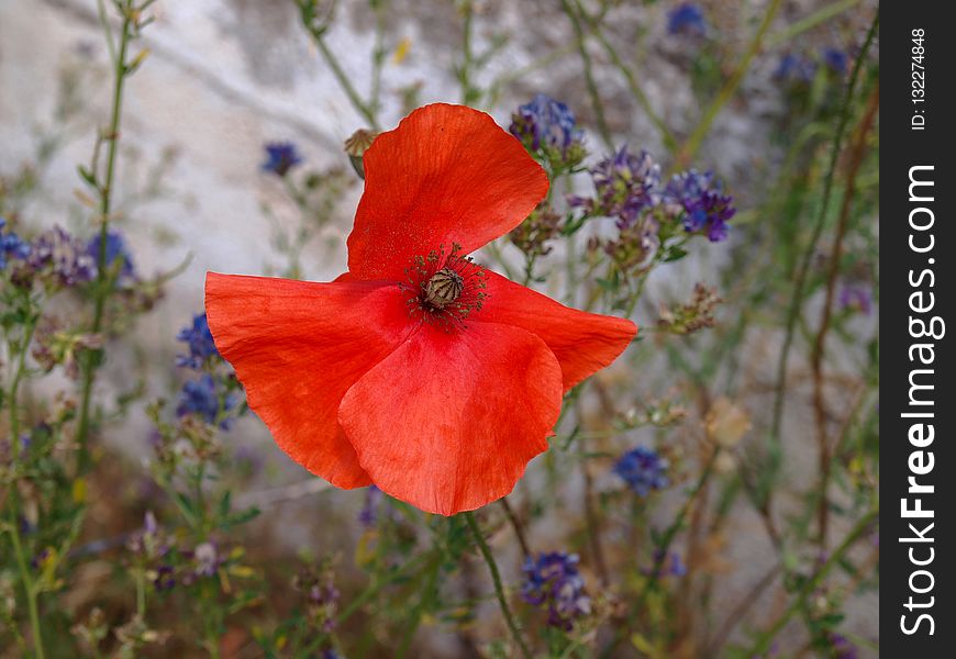 Flower, Wildflower, Flora, Poppy