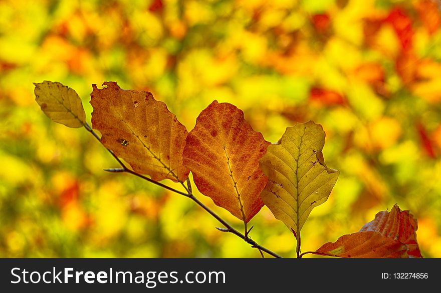 Leaf, Autumn, Yellow, Deciduous