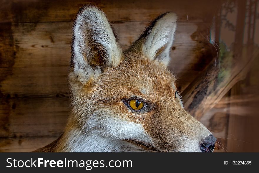 Wildlife, Fauna, Mammal, Fox
