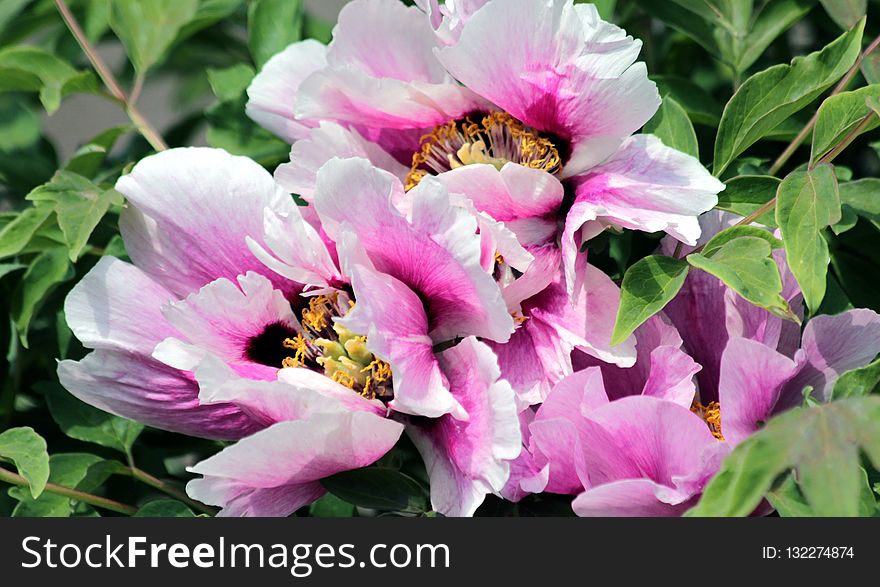 Flower, Plant, Flowering Plant, Peony