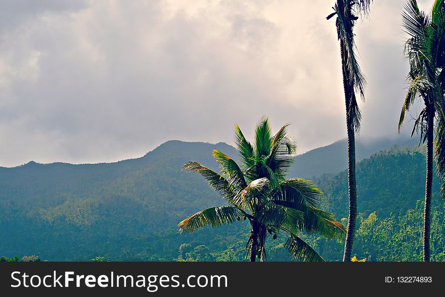 Nature, Vegetation, Sky, Tree