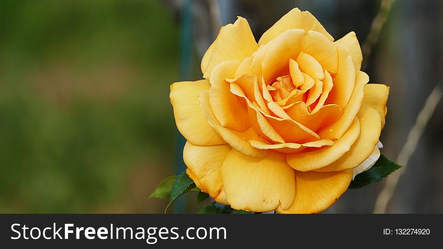 Rose, Rose Family, Flower, Yellow