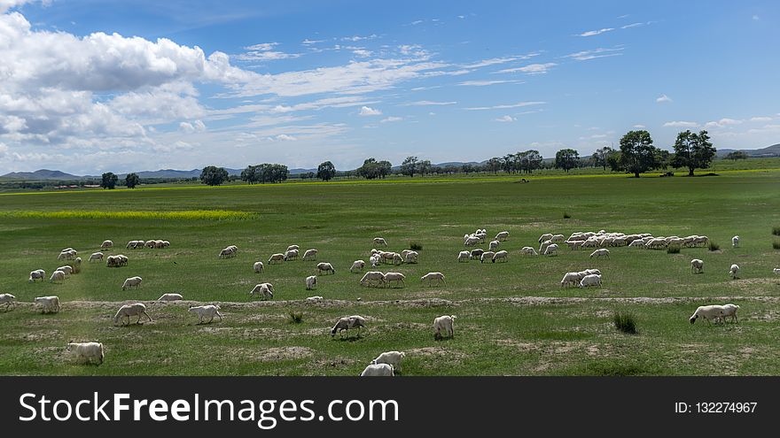 Grassland, Pasture, Ecosystem, Nature Reserve