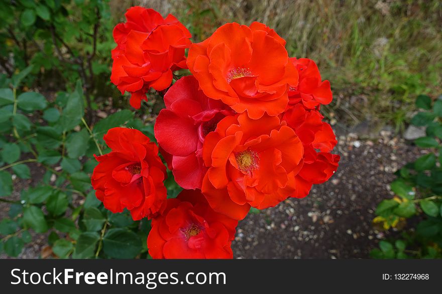 Rose, Flower, Rose Family, Floribunda