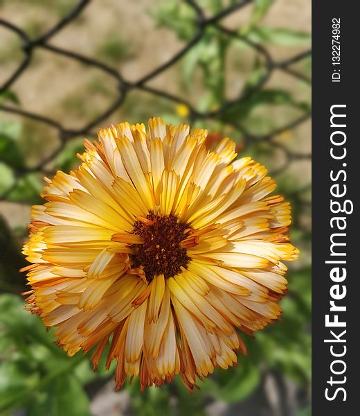 Flower, Flora, Calendula, Wildflower