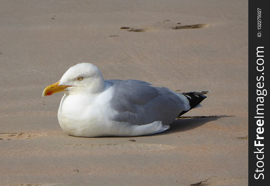 Bird, Gull, Seabird, European Herring Gull