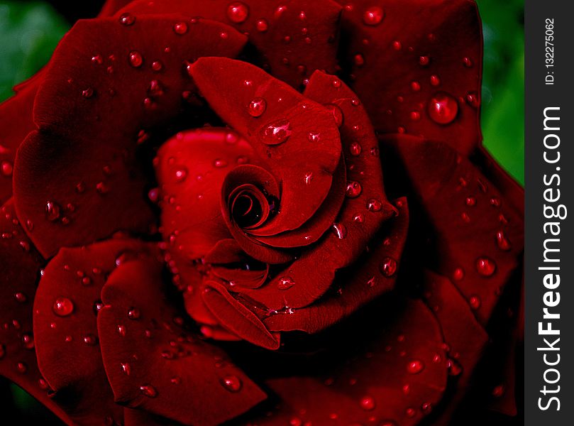 Red, Garden Roses, Rose, Flower