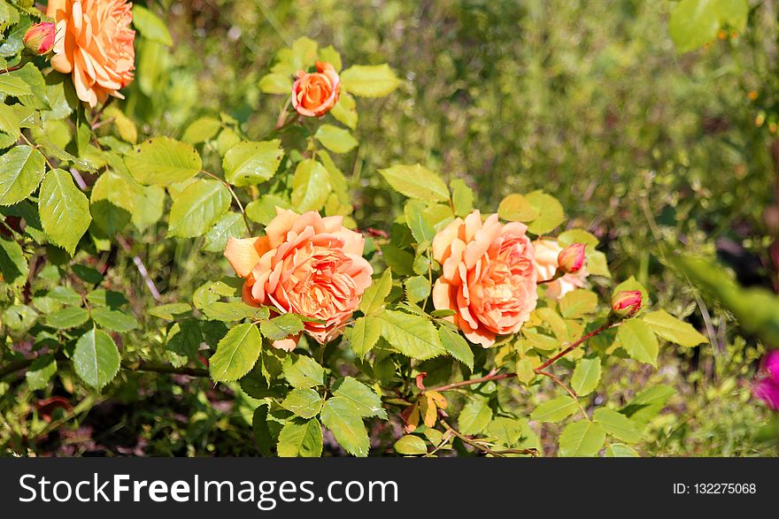 Flower, Rose Family, Plant, Rose