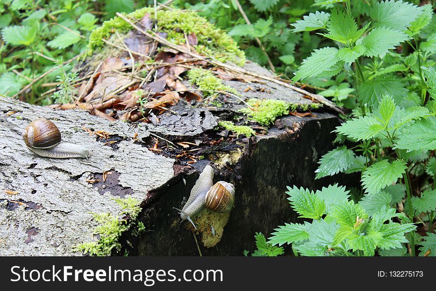 Leaf, Plant, Water, Grass