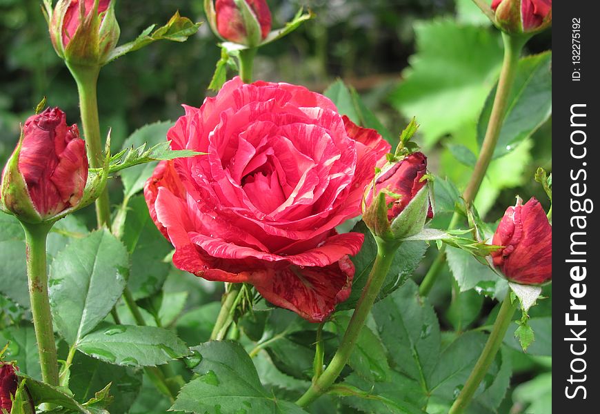 Flower, Rose, Rose Family, Garden Roses