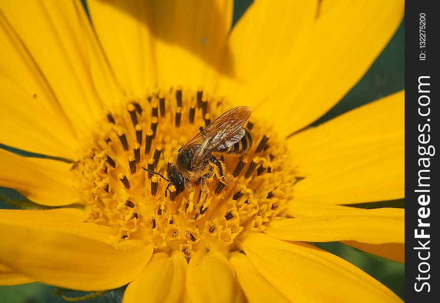 Honey Bee, Bee, Yellow, Flower