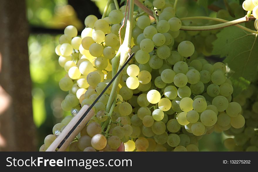 Grape, Grapevine Family, Seedless Fruit, Fruit