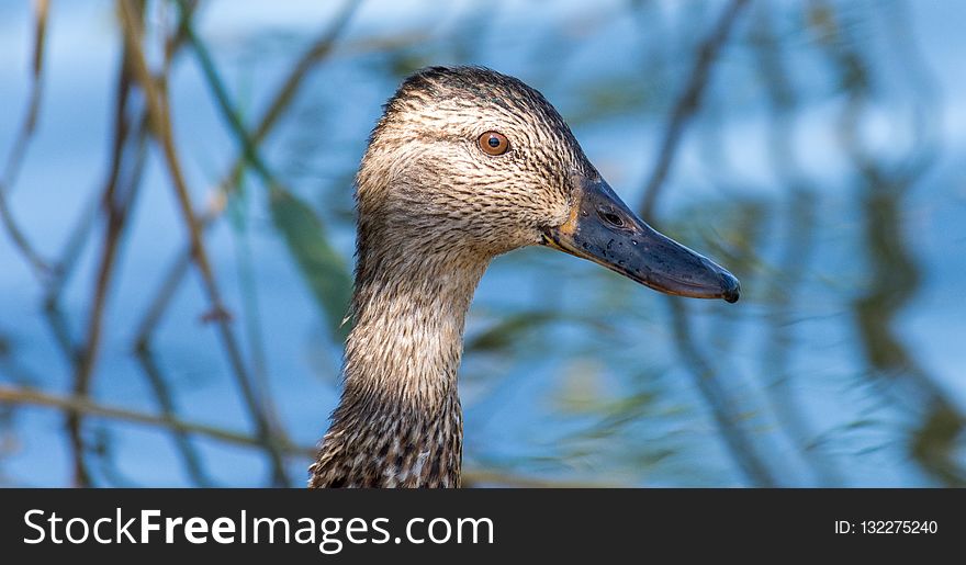 Bird, Duck, Beak, Water Bird