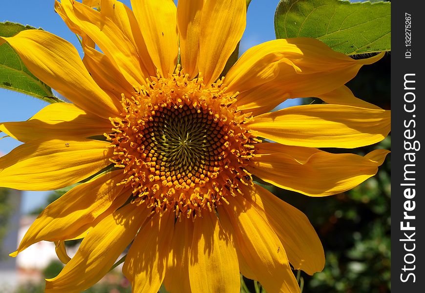 Flower, Sunflower, Yellow, Sunflower Seed