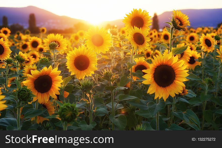 Sunflower, Flower, Yellow, Field