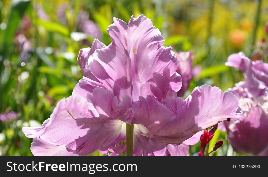 Flower, Plant, Flowering Plant, Purple