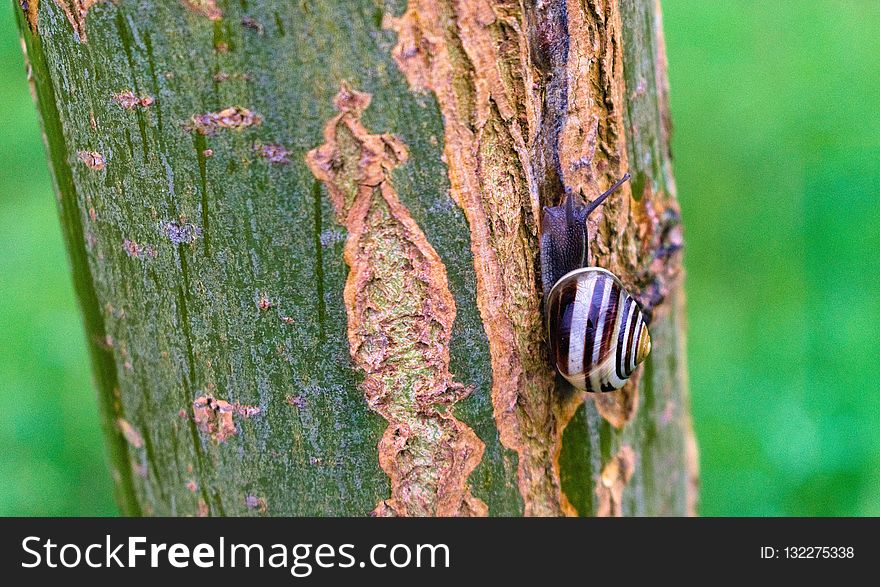 Insect, Plant Stem, Wildlife, Tree