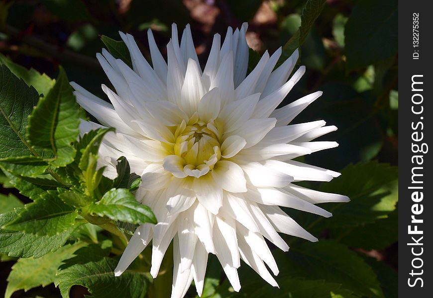 Flower, Plant, Flora, Flowering Plant