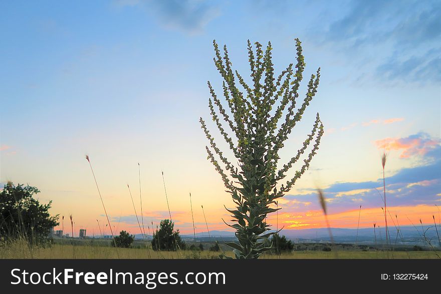 Sky, Ecosystem, Field, Prairie