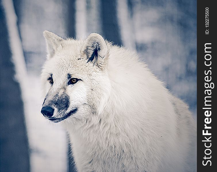 Wolf, Canis Lupus Tundrarum, Wildlife, Arctic