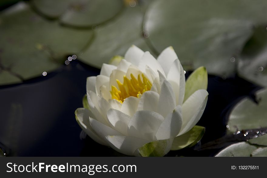 Flower, White, Flora, Yellow