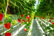 Greenhouse With Rows Of Ripe Big Red Lambada Strawberries Plants Royalty Free Stock Photos