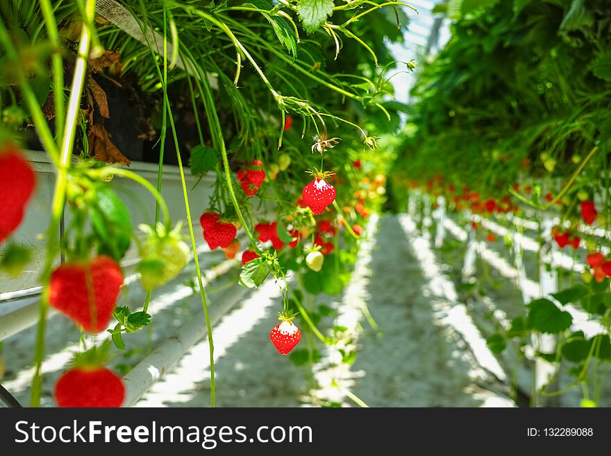 Greenhouse with rows of ripe big red strawberries plants, ready for harvest, sweet tasty organic berry. Greenhouse with rows of ripe big red strawberries plants, ready for harvest, sweet tasty organic berry