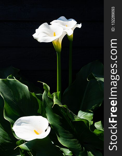 White calla lily plant with flowers on black background, dark ke