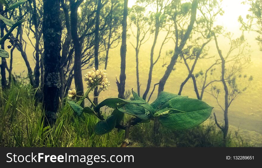 The charm of tropical plants in the National Park of Mount Merbabu Various types of tropical plants can be grown in national parks is one that has been shown in this photo, this natural beauty may remain awake preserved.