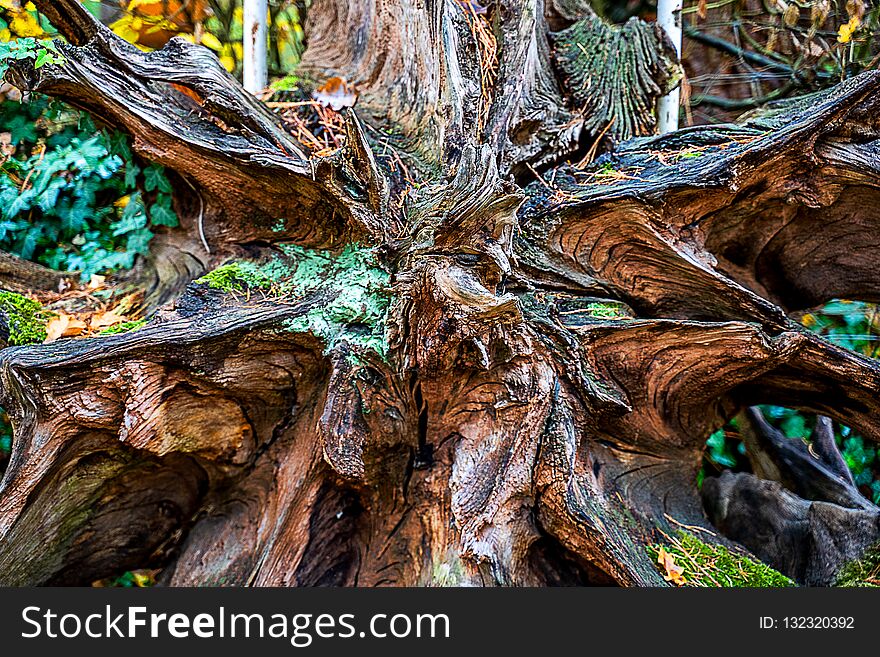 Old Excavated Sequoia Root In The Forest