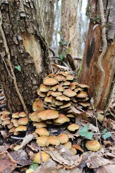 Free Fungus, Oyster Mushroom, Edible Mushroom, Mushroom Royalty Free Stock Photography - 132351567