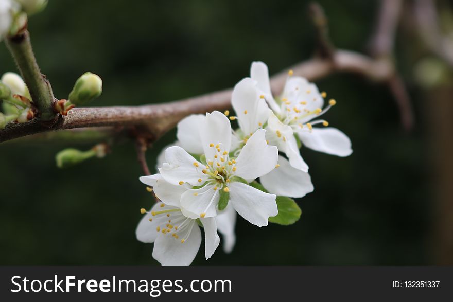 White, Blossom, Flower, Spring