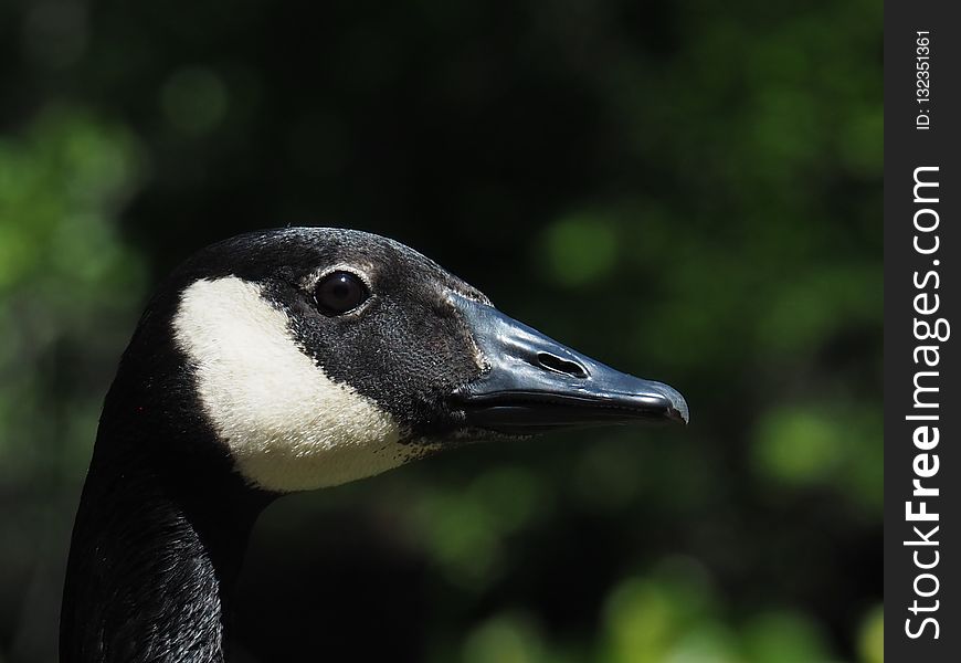 Bird, Beak, Fauna, Water Bird