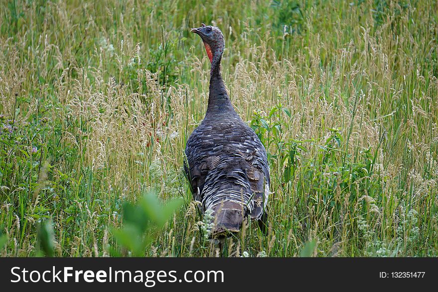 Bird, Wild Turkey, Galliformes, Fauna