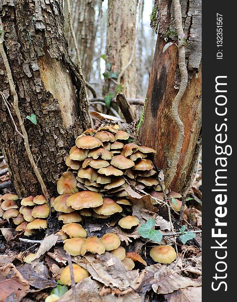 Fungus, Oyster Mushroom, Edible Mushroom, Mushroom