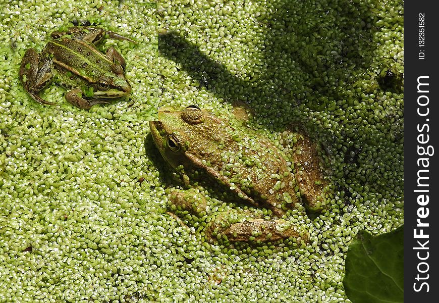 Toad, Ranidae, Amphibian, Frog
